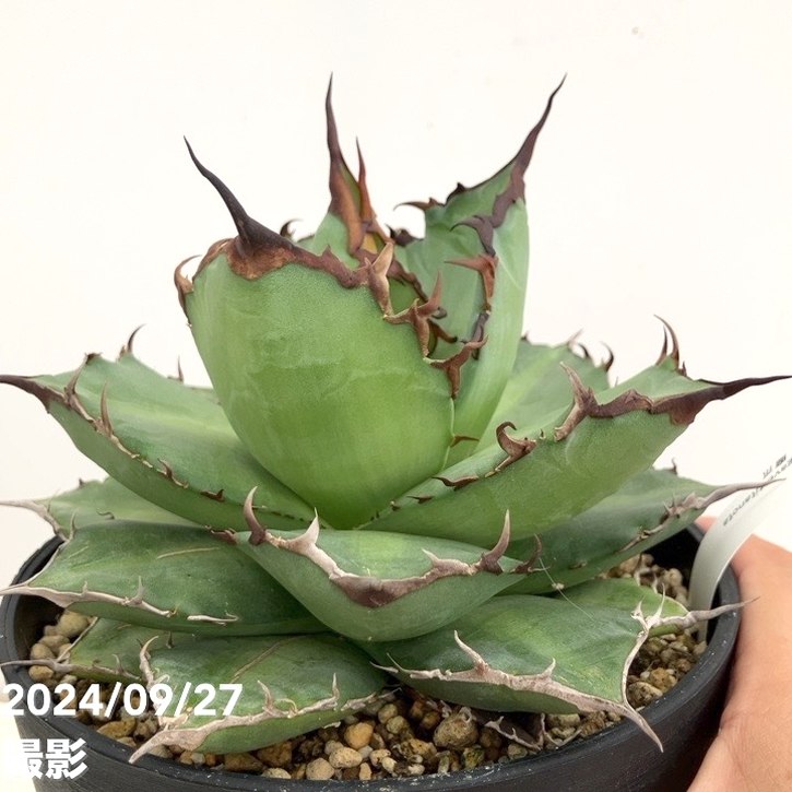 楽天市場】【現品お届け】アガベ 5号 チタノタ 魔爪 Agave titanota