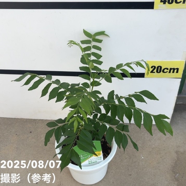楽天市場】カレーの木（苗）カレーリーフ 5号｜草花10-TU : 赤塚植物園