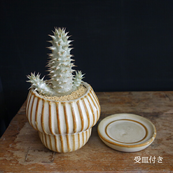 楽天市場】パキポディウム デンシフローラム 塊根植物 おしゃれな寄せ