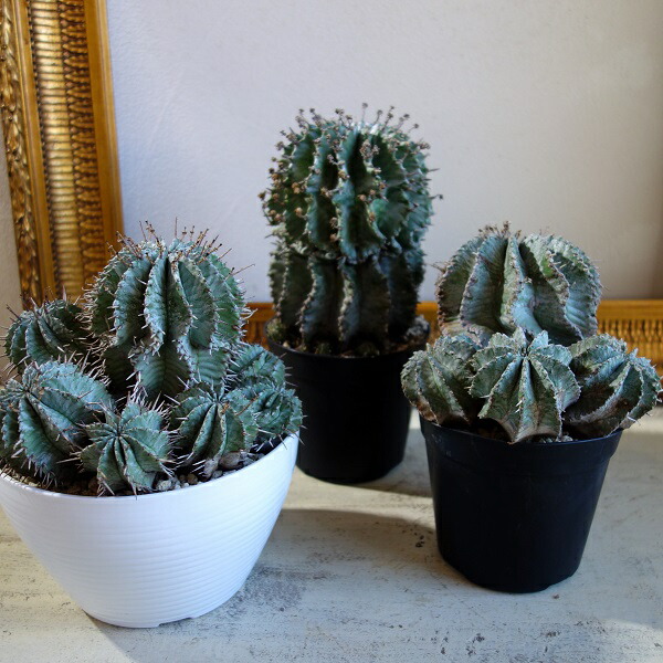 楽天市場】ホリダ ユーフォルビア horrida ゲンコツホリダ 子株 小吹き