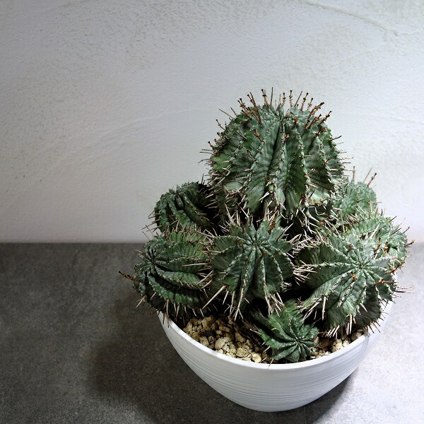 楽天市場】ホリダ ユーフォルビア horrida ゲンコツホリダ 子株 小吹き