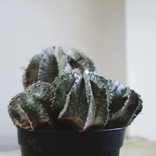 楽天市場】ホリダ ユーフォルビア horrida ゲンコツホリダ 子株 小吹き