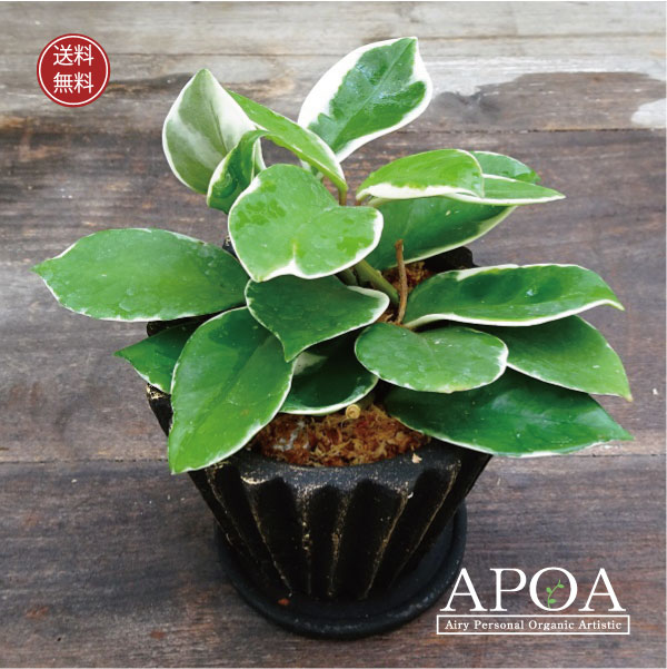 楽天市場】ブラックシリーズ ホヤ カルノーサ リップカラー 観葉植物