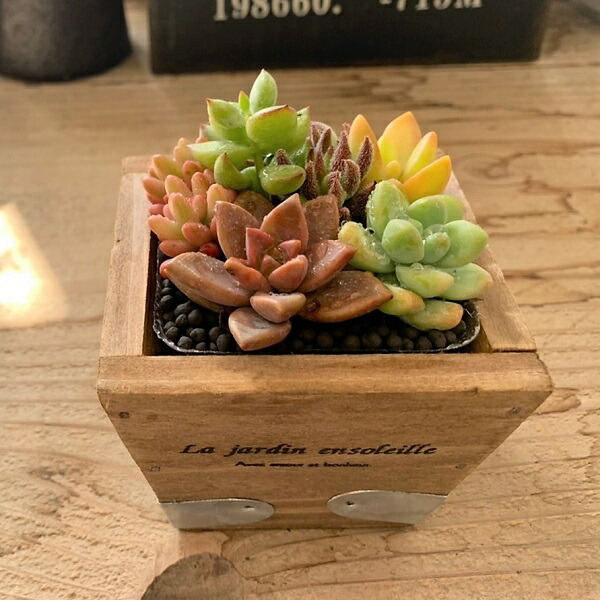 楽天市場】多肉植物 寄せ植え ウッドプランター 鉢花 おしゃれ 寄せ