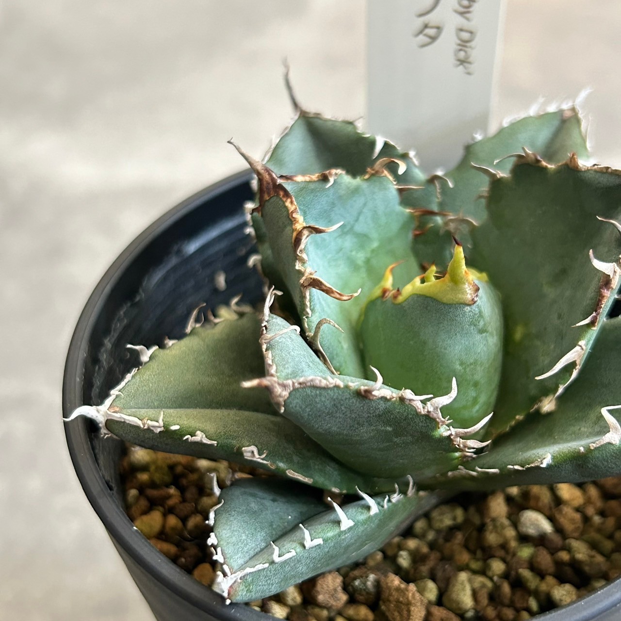 015-6特選 アガベ 多肉植物 チタノタ 白鯨 強棘 極上大株 球形 015- 6