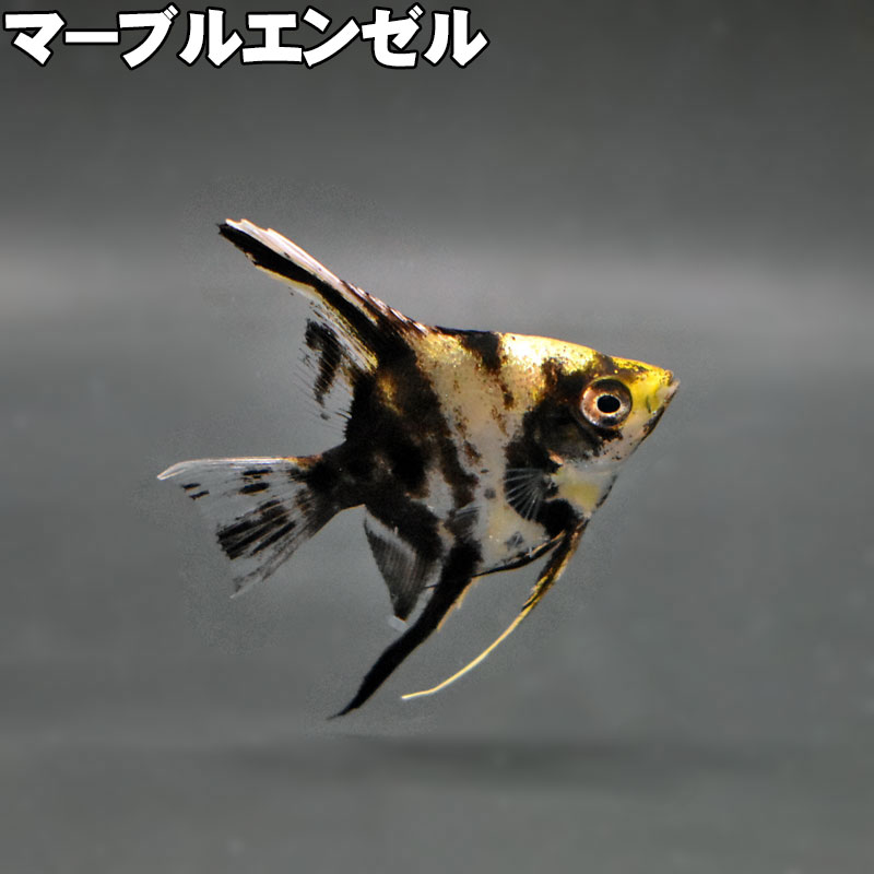 楽天市場】ゴールデンエンゼル エンゼルフィッシュ (国産) ブラック