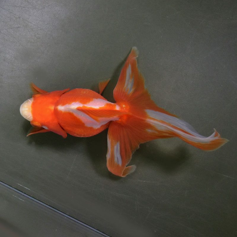 楽天市場】【金魚王子】更紗琉金 12cm前後 (個体番号：cde133) 金魚