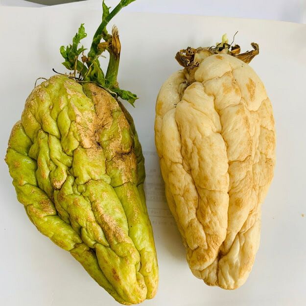 楽天市場】ハヤトウリ 種 青・白 球根・苗 つる性植物 10〜11月 : 荒川種苗