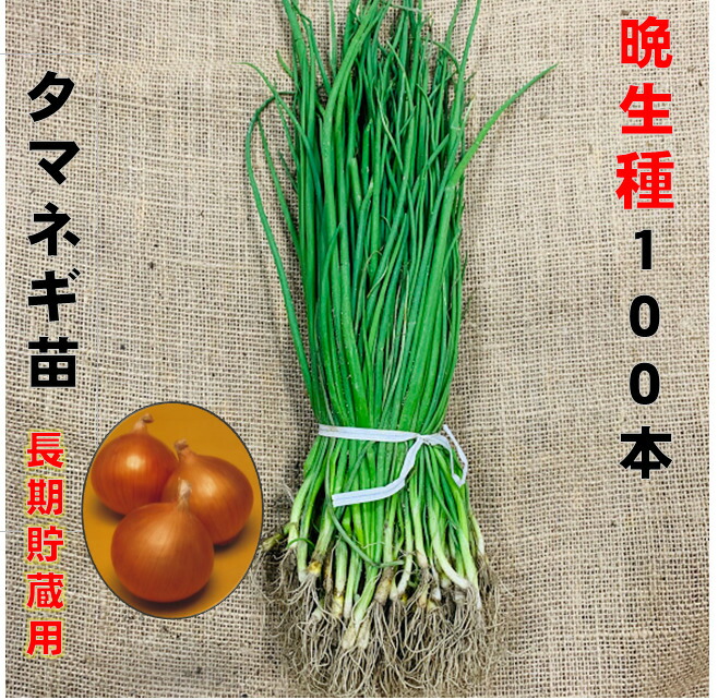 ぐれたくページ▼玉ねぎ苗 玉ねぎ抜き苗 品種：くれない赤タマネギ(中生)【野菜の苗 約50本／束