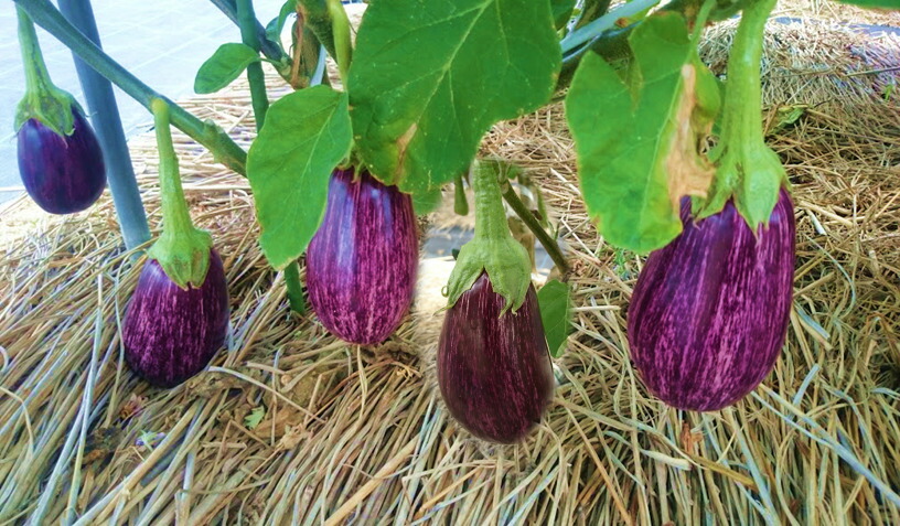 楽天市場】縞むらさきナス 接木苗 9ｾﾝﾁﾎﾟｯﾄ メーカー丸種 作りやすい