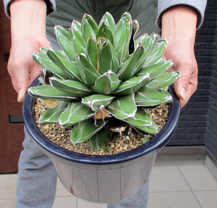 楽天市場】【現品・現物】アガベ 笹の雪 ワイドリーフ 8号 N8番