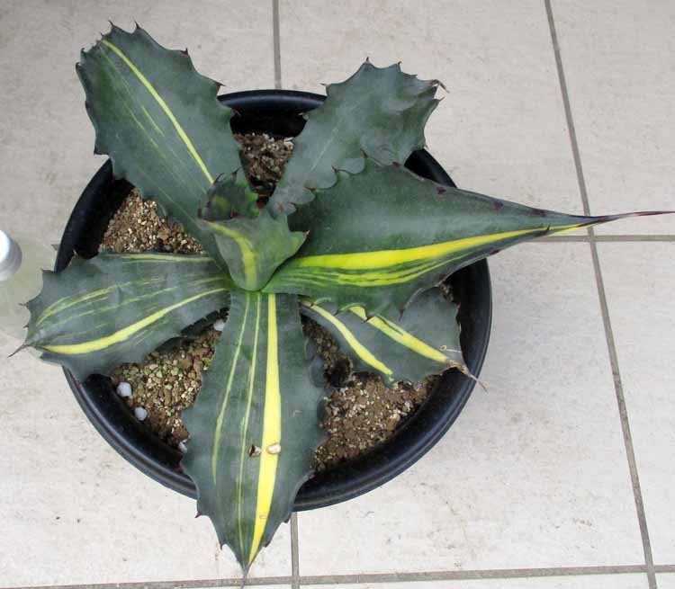 楽天市場】【現品・現物】サルミアナ フェロックス錦 縞斑 斑入り