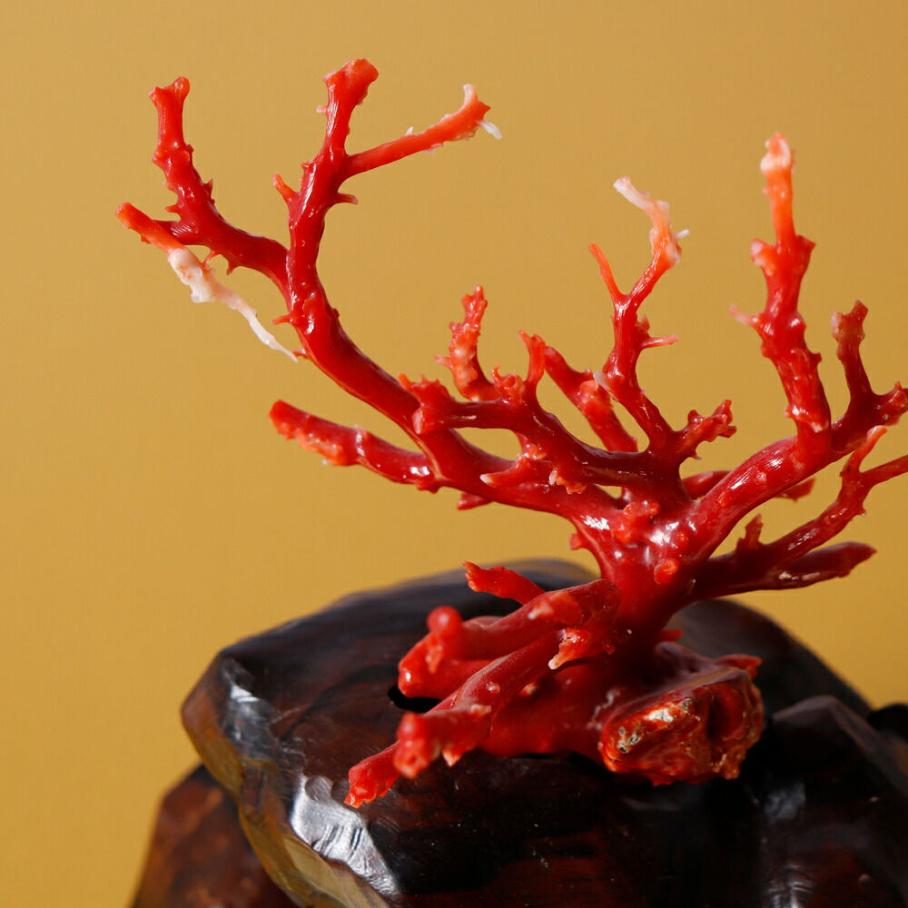楽天市場】1点物 日本産血赤珊瑚『拝見』 3月 誕生石 珊瑚 置物
