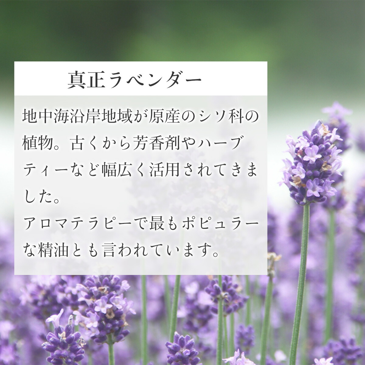 楽天市場】真正ラベンダー オイル 30ml ラベンダー 精油 アロマ アロマ