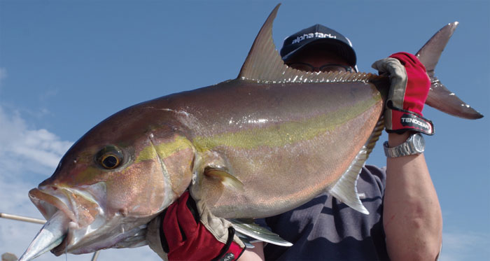 楽天市場】アルファタックル ヘッドクォーター スタンディングバウト