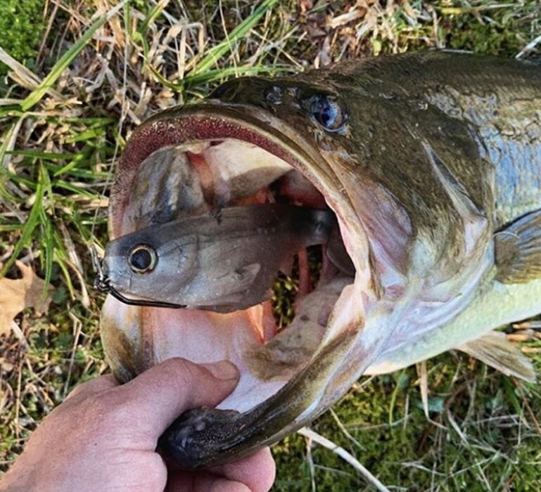 楽天市場】ワーキングクラスゼロ シチズン 7inch 3p WORKINGCLASSZERO