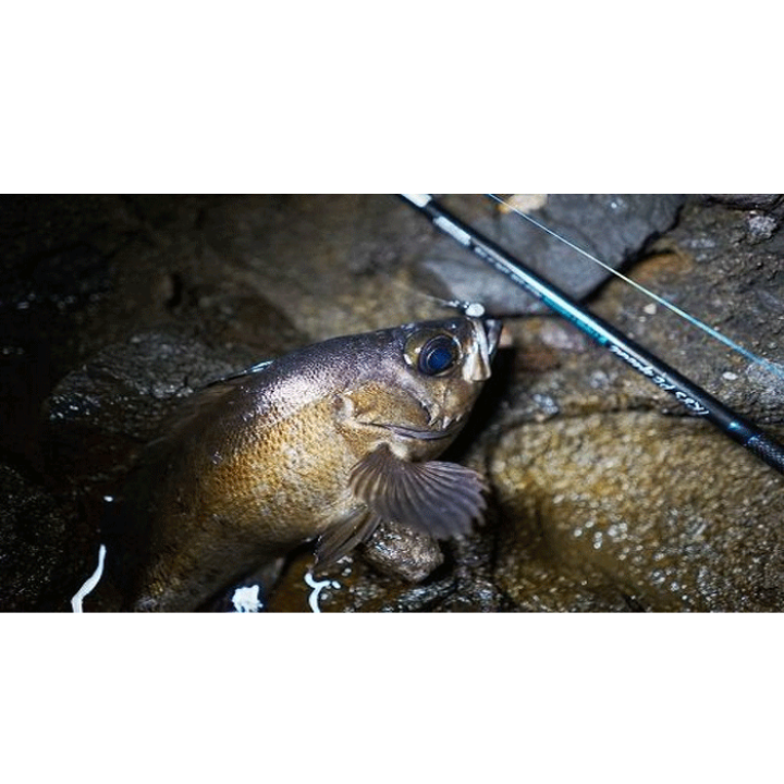 楽天市場】☆ブリーデン グラマーロックフィッシュ TR85PEスペシャル