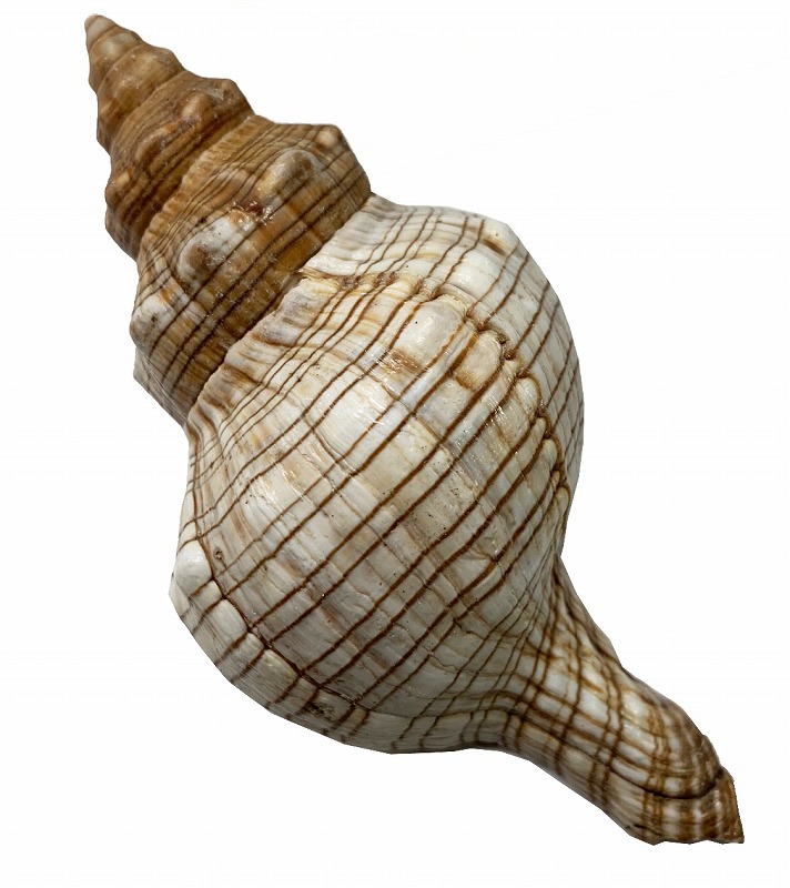 楽天市場】巻貝（インテリア・寝具・収納）の通販