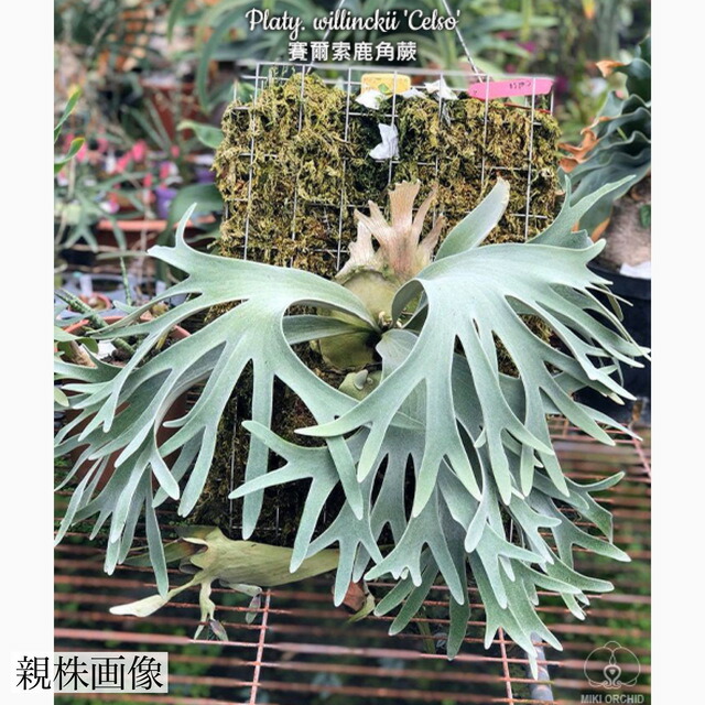 ビカクシダ ウィリンキー セルソタッタ TC ビカクシダ ウィリンキー