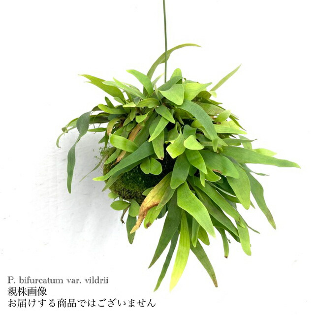 楽天市場】(現品) ビカクシダ ビフルカツム 'ヴィルドリー' (pup) (No