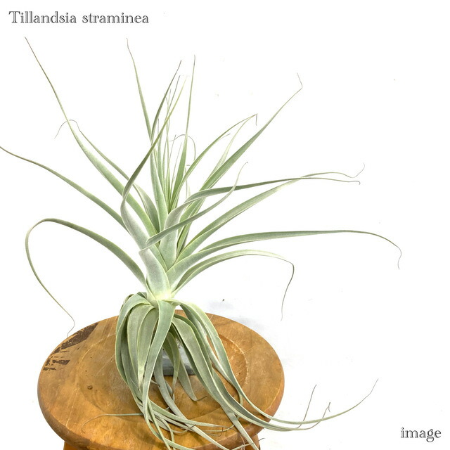 楽天市場】チランジア ストラミネア M size (エアープランツ