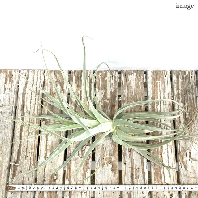 楽天市場】チランジア ストラミネア M size (エアープランツ