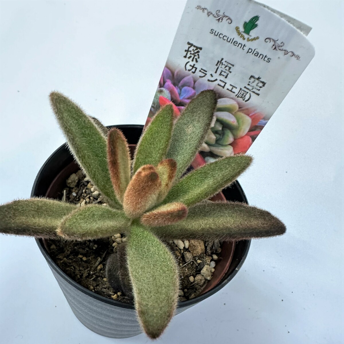 孫悟空 抜き苗 ③ ミニ苗 抜き苗 多肉植物カランコエ属 もふもふ