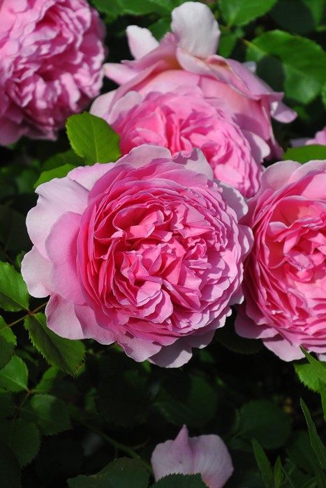 楽天市場】【冬季大苗】バラ苗 プリンセスアレキサンドラオブケント