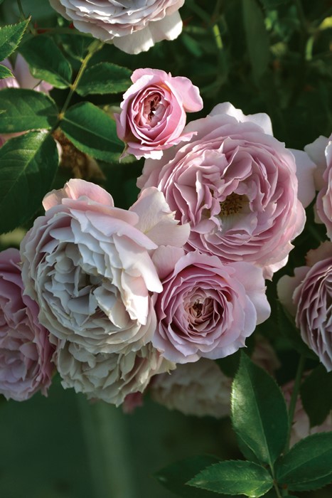 楽天市場】【冬季大苗】バラ苗 シャーウッド 国産苗 6号鉢植え品［農林