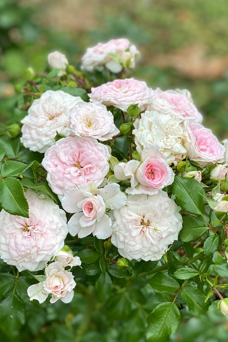 楽天市場】バラ苗【中苗】さくらこ 国産苗 6号鉢植え品［契約品種