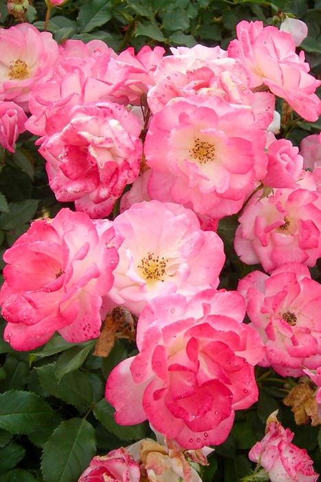 楽天市場】【大苗】バラ苗 さくらがすみ【桜霞】サクラガスミ 国産苗 6