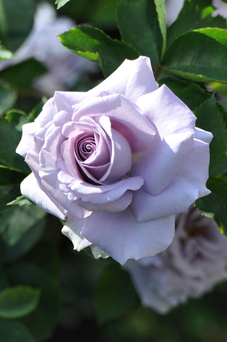 楽天市場】【冬季大苗】バラ苗 すみれの丘 国産苗 6号鉢植え品《JB-KAI