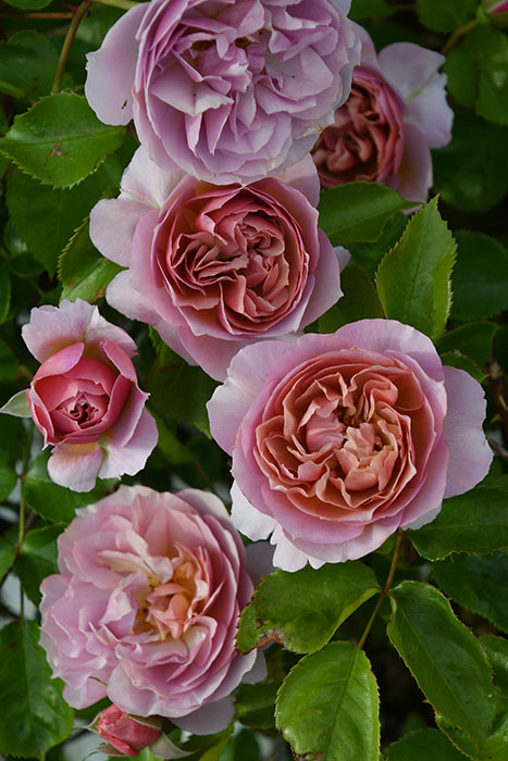 楽天市場】【冬季大苗】バラ苗 シャーウッド 国産苗 6号鉢植え品［農林