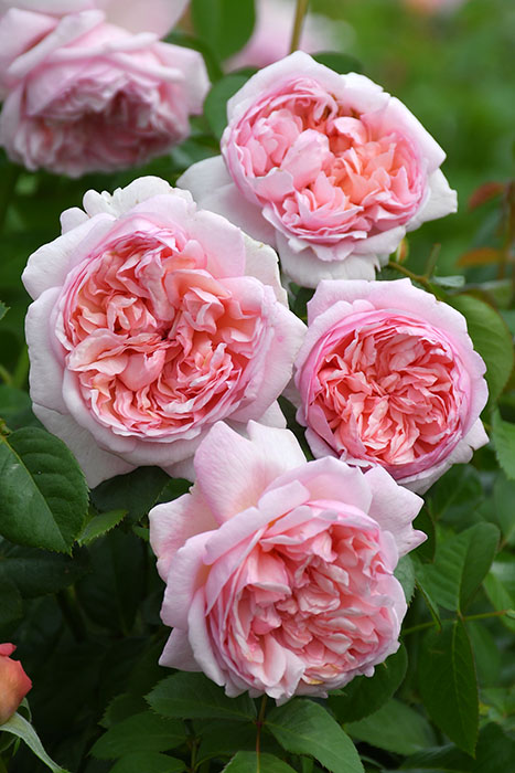 楽天市場】バラ苗【中苗】シェーンハイト 国産苗 6号鉢植え品［農林