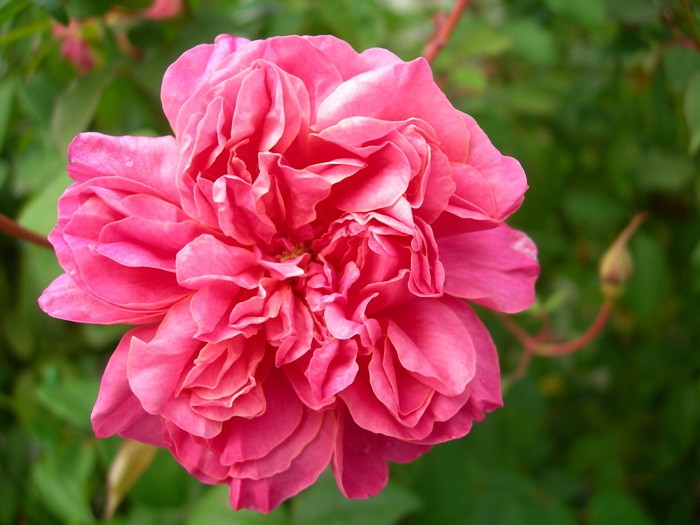 楽天市場】バラ苗【中苗】アルシデュックジョセフ 国産苗 6号鉢植え品