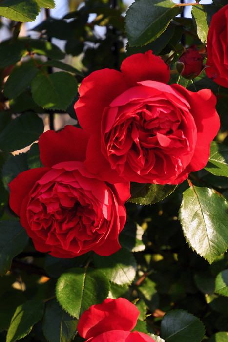 楽天市場】バラ苗【中苗】フロレンティーナ 国産苗 6号鉢植え品［契約