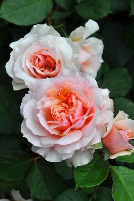 楽天市場】バラ苗【中苗】ザビエルデフライシネッテ 国産苗 6号鉢植え