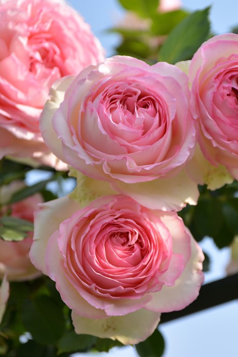 楽天市場】【冬季大苗】バラ苗 ピエールドゥロンサール 国産苗 6号