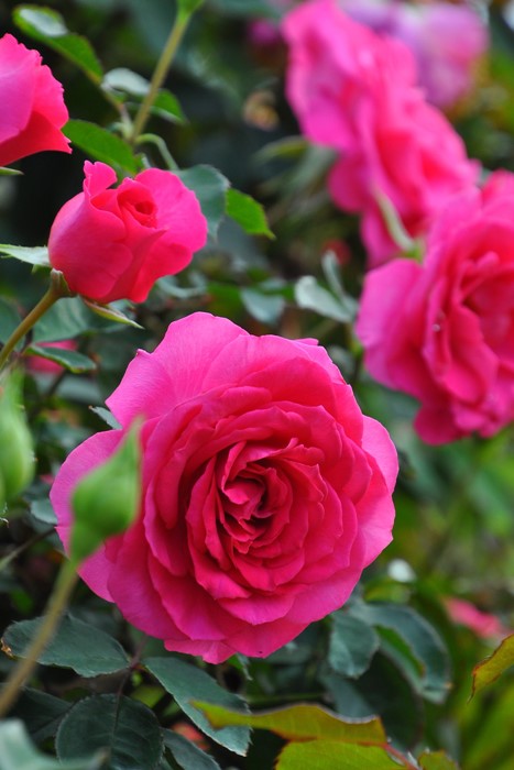 楽天市場】【冬季大苗】バラ苗 ローズうらら【うらら】 国産苗 6号