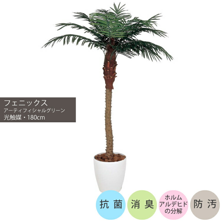 フェニックス 観葉植物」の人気商品一覧 | 安い商品を通販サイトから