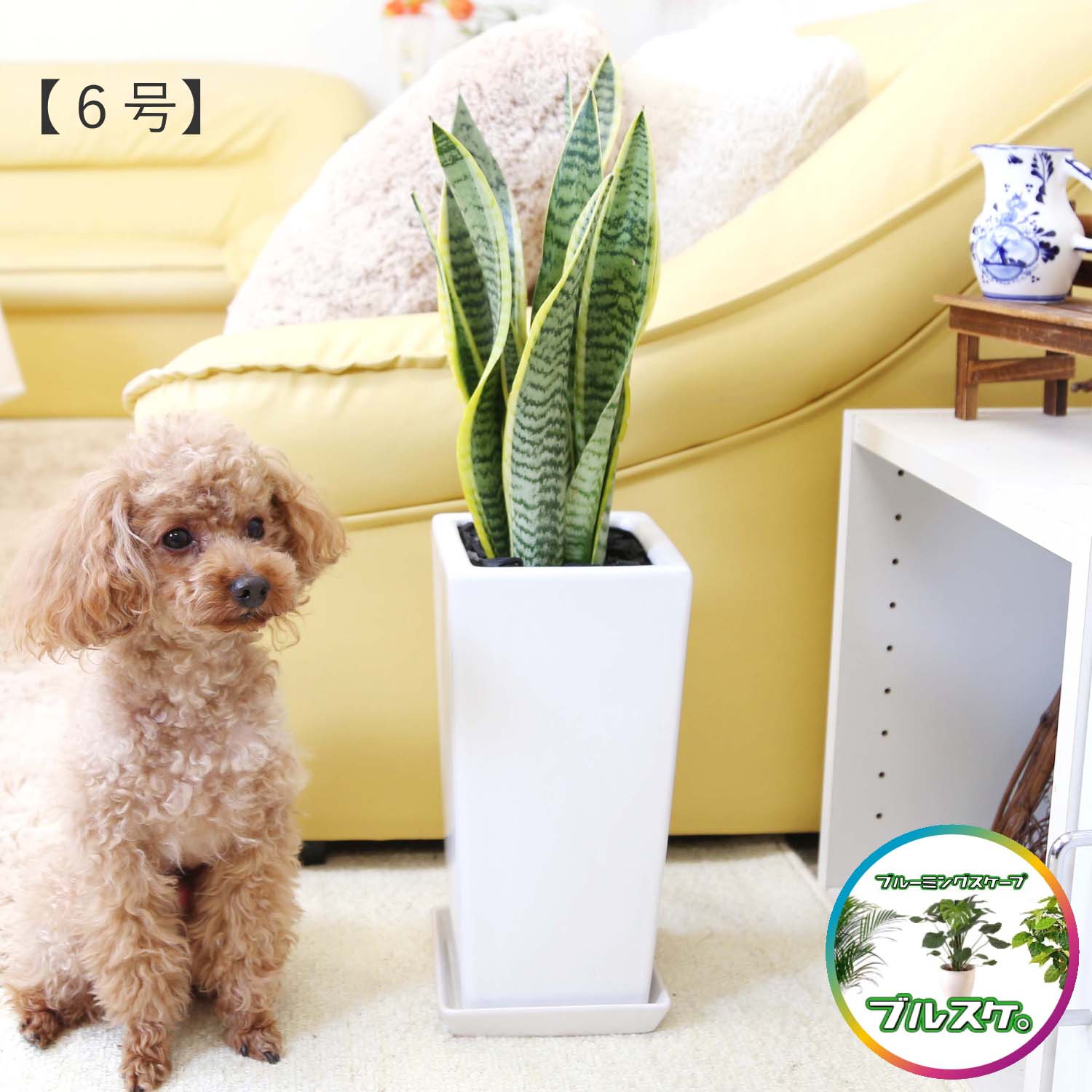 楽天市場】サンスベリア 鉢の通販