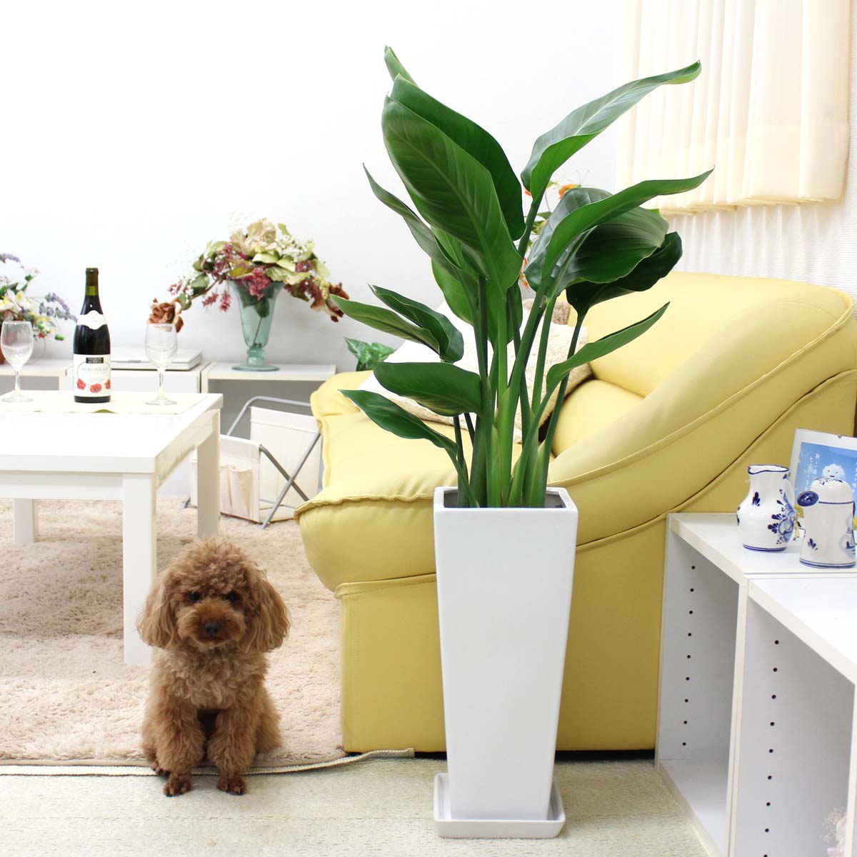 楽天市場】ストレリチア（ストレチア）・オーガスタ 高さ 約1〜1.2m（4