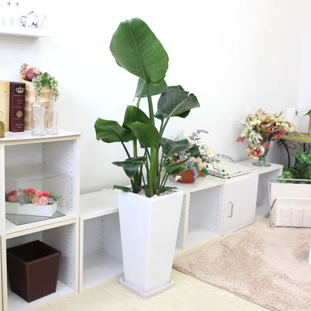 楽天市場】ストレリチア（ストレチア）・オーガスタ 9号+選べる陶器鉢