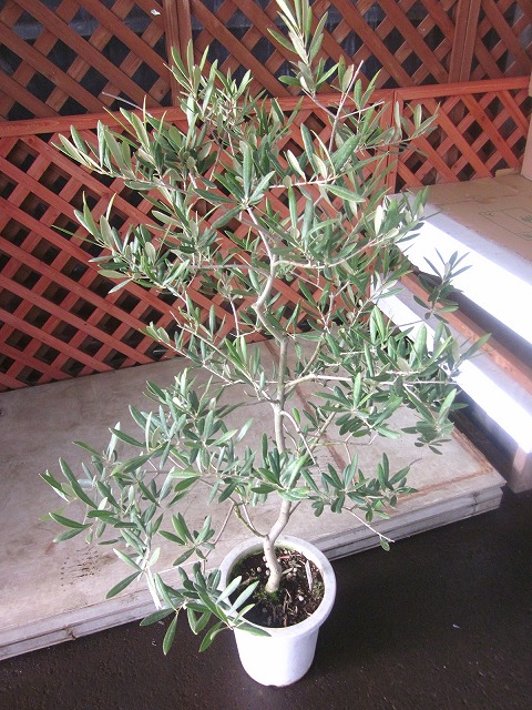 楽天市場】オリーブの木 デルモロッコ 観葉植物 販売 木 苗 苗木