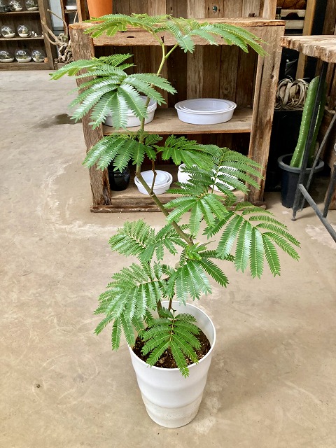 楽天市場】エバーフレッシュ 曲がり 7号 ねむの木 観葉植物 インテリア