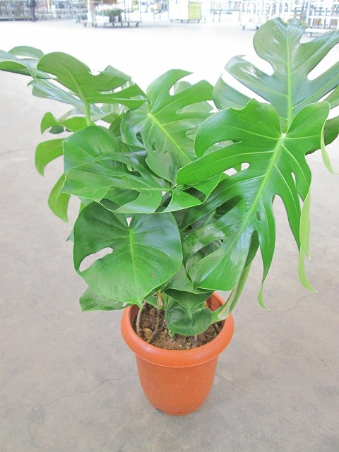 楽天市場】モンステラ 観葉植物 8号鉢 ハート型の大きな葉でモダンで