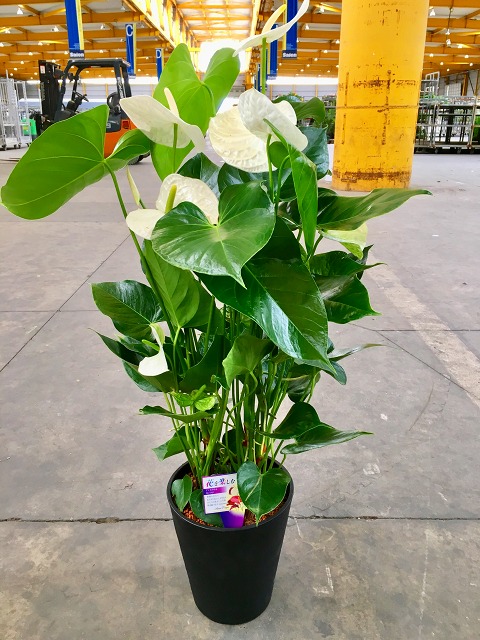 楽天市場】アンスリウム（アンスリューム）白 10号鉢（尺鉢）四季咲き