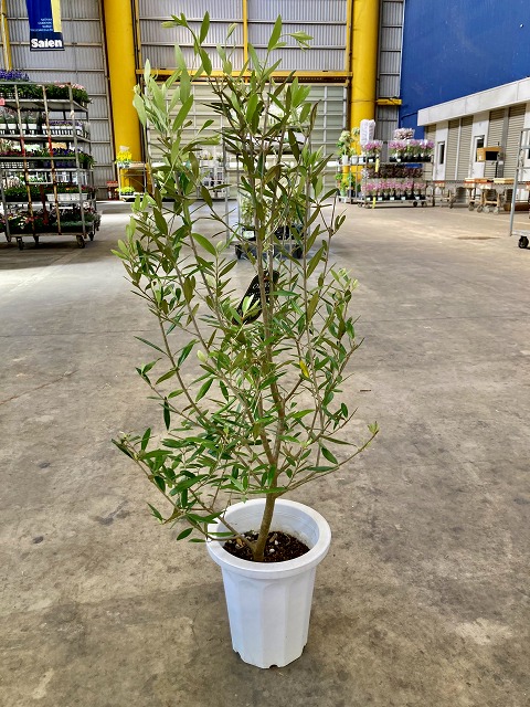 楽天市場】オリーブの木 ひなかぜ HINAKAZE 8号鉢（8寸鉢）きれいな