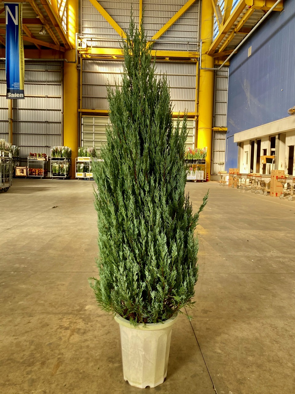 楽天市場】ムーングロー 10号 コニファー 観葉植物 インテリア 鉢植え