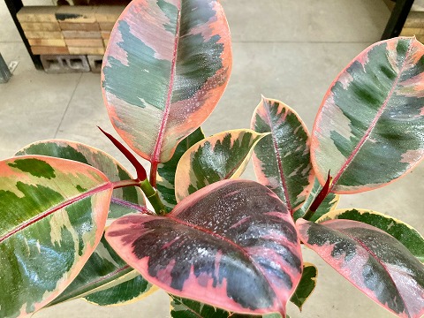 楽天市場】フィカス・ルビー 8号 白陶器鉢 観葉植物 ゴムの木 斑入り